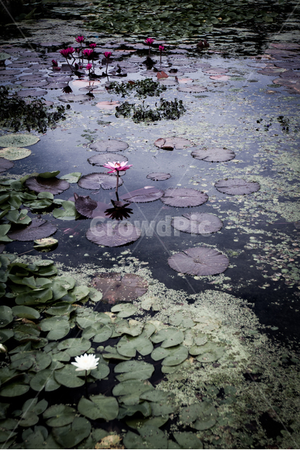 연못,웅덩이,연꽃축제,연꽃,연잎,여름축제,꽃축제,여름꽃,꽃,자연,풍경,nature,landscape,plant,식물,lily,백합,flower,blossom,pond lily,연못 백합