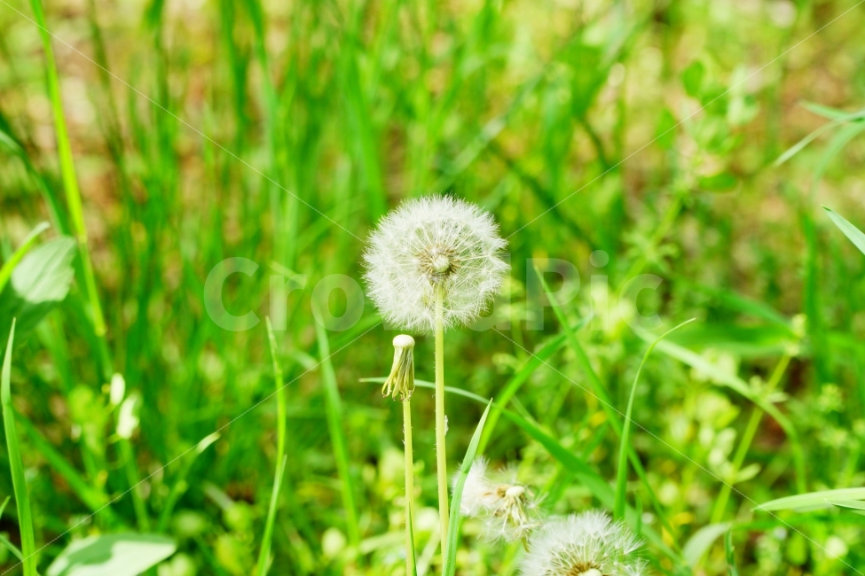 민들레,꽃,씨앗,식물,자연,식물,자연,plants,nature,꽃,flower