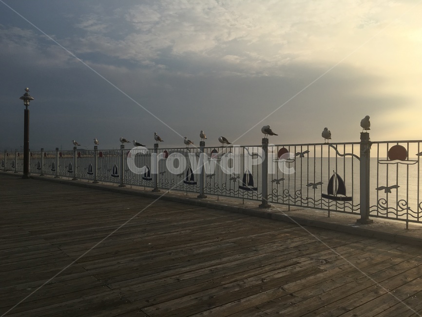 갈매기,바닷가,새,조류,무리,자연,풍경,nature,landscape,boardwalk,산책로,building,건물,bridge,다리