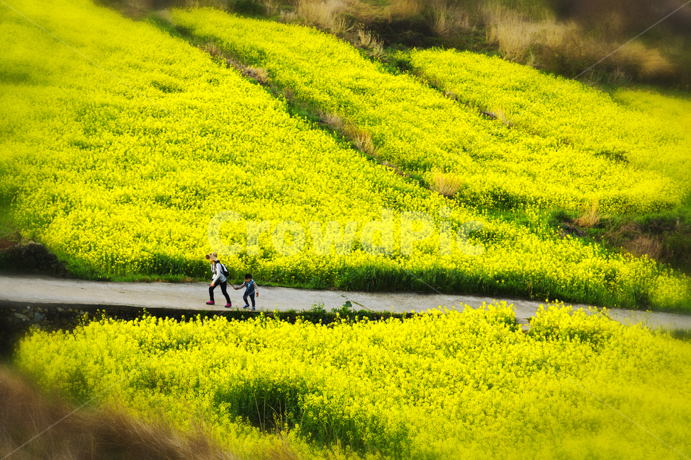 봄,꽃,유채꽃,4월,청산도,길,꽃길,봄,계절,spring,season,자연,풍경,nature,landscape,사람,인물,인간,human,person,가족,패밀리,family,grassland,목초지,outdoors,옥외,field,들,farm,농장,rural,농촌,meadow