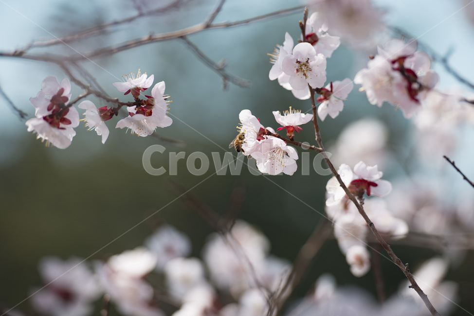 벌,벚꽃,꿀벌,날갯짓,plant,식물,flower,blossom