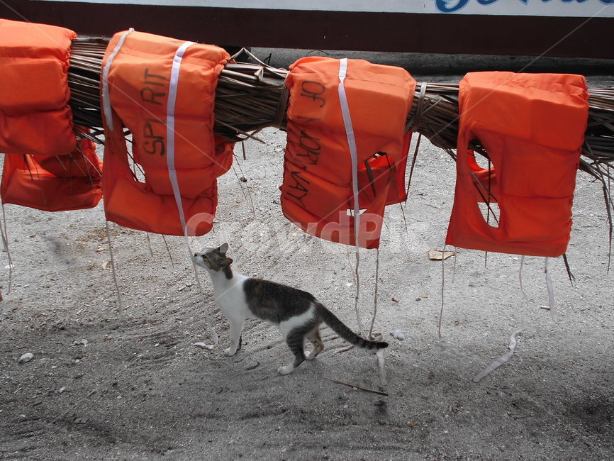 고양이,냥냥,고양님,캣,동물,동물,animal,포유류,mammal,고양이,cat,kitten,kitty