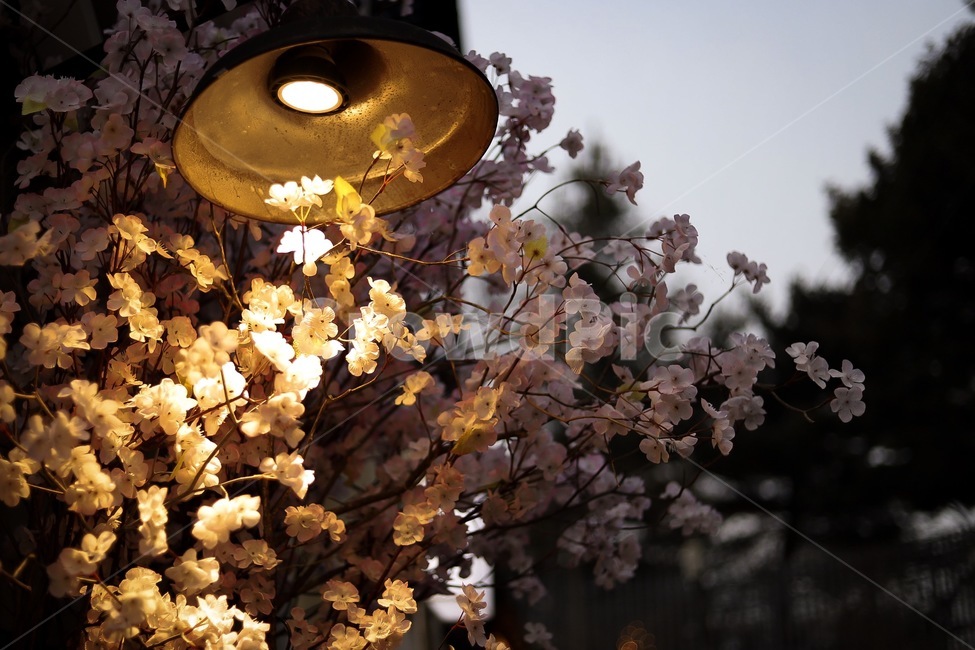 봄,벚꽃,등,가로등,꽃,야경,밤,풍경,nightscape,night,landscape