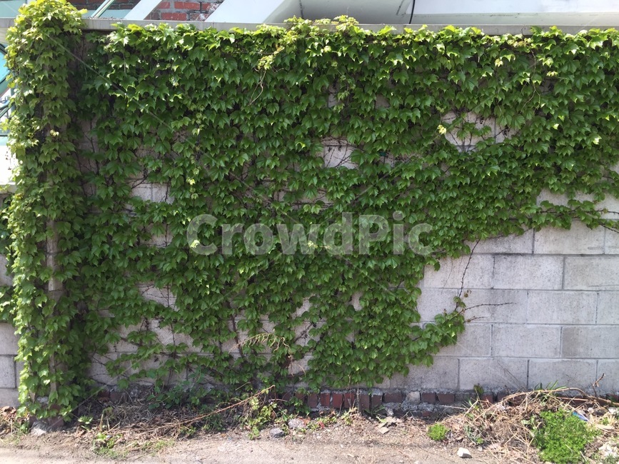 담장,담쟁이,식물,덩굴,넝쿨,creeper,vine,ivy,wall,plant,초록잎,green,leaves