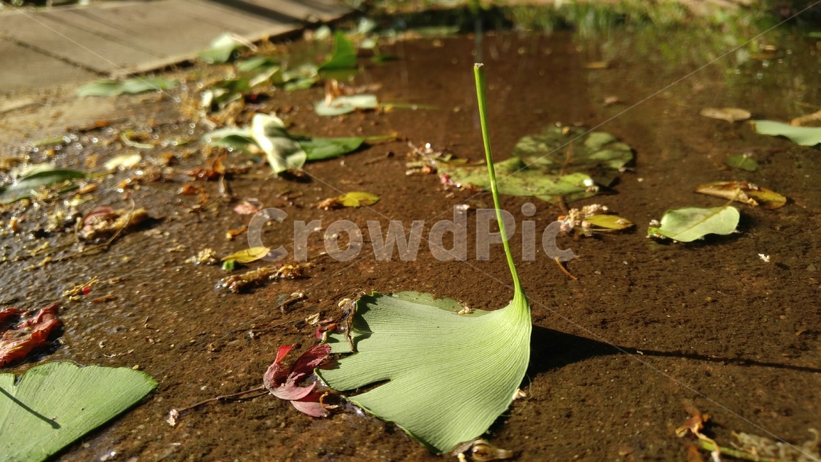 은행나무잎,잎,녹색,식물,바닥,갈색,배경,감성,ginkgoleaf,leaf,green,flant,floor,brown,background,emotional