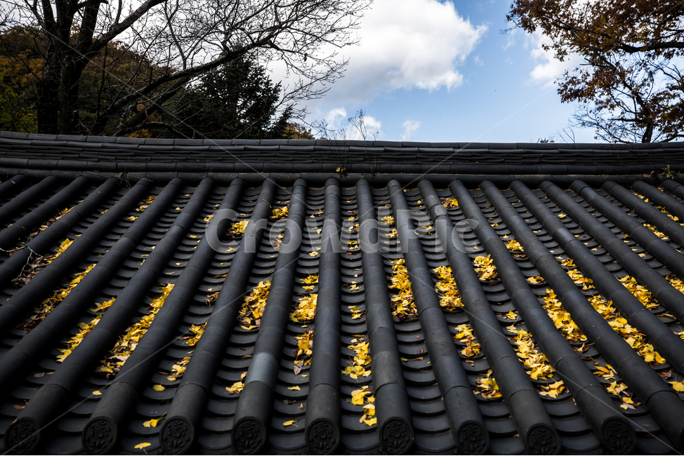 기와,은행잎,가을단풍,한국가을,한옥지붕,가을,계절,fall,autumn,season,한국전통,한국문화,korean traditional,korean culture,건축물,건물외관,exterior,building,structure,architecture,construction