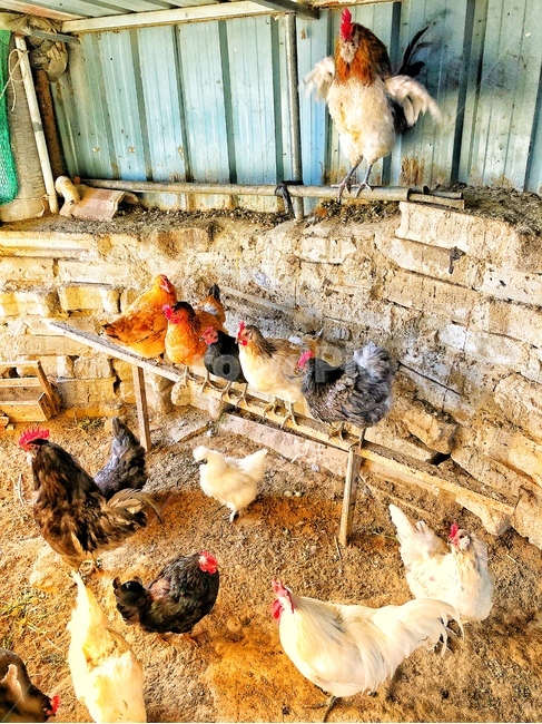 chicken,치킨,bird,poultry,가금류,fowl,새,animal,동물,시골닭,닭,닭장