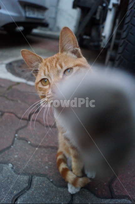 고양이,냥이,길고양이,길냥이,치즈테비,냥펀치,cat,동물,animal,포유류,mammal,고양이,cat,kitten,kitty