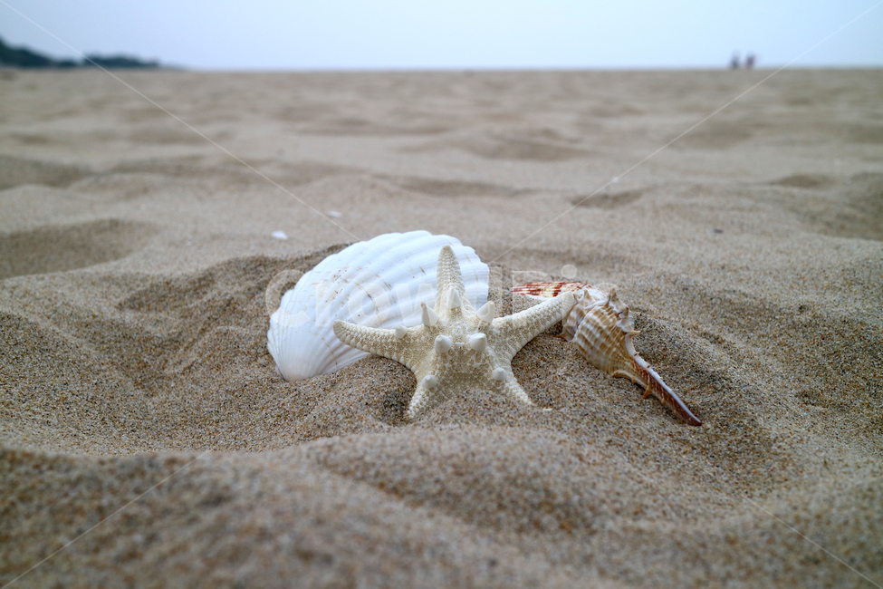 해변,여름,불가사리,조개,모래사장,모래,바다,해수욕장,바캉스,휴가,계절,소라,소라껍데기,조개껍데기,해변,바다,beach,sea