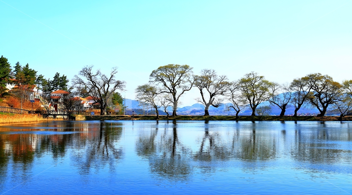 물,저수지,하늘,왕버들,반곡지,경산,집,자연,풍경,nature,landscape,outdoors,옥외,water