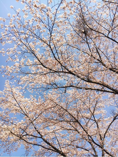 plant,식물,cherryblossom,벚꽃,flower,blossom,꽃,핑크색,분홍색,pink,하늘,벛꽃축제,하늘색,파란색