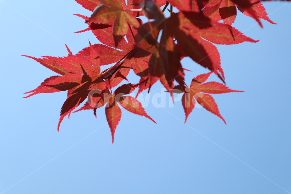 단풍,가을,단풍나무,햇빛,붉은,나뭇잎,11월,계절,자연,autumn,maple,sunny,red,nature,plants,season,fall,november,leaf,green,하늘,sky,화창,하늘색,나뭇가지,위를보기,나무,경관,수평구성,야외,주황색,10월,낮,환경,식물,카피공간