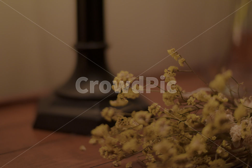 카페,꽃,안개꽃,가로등,엔틱,식물,자연,plants,nature,꽃,flower
