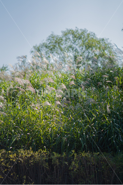 갈대,자연,식물,nature,outdoors,옥외,field,들,grassland,목초지,자연,풍경,nature,landscape