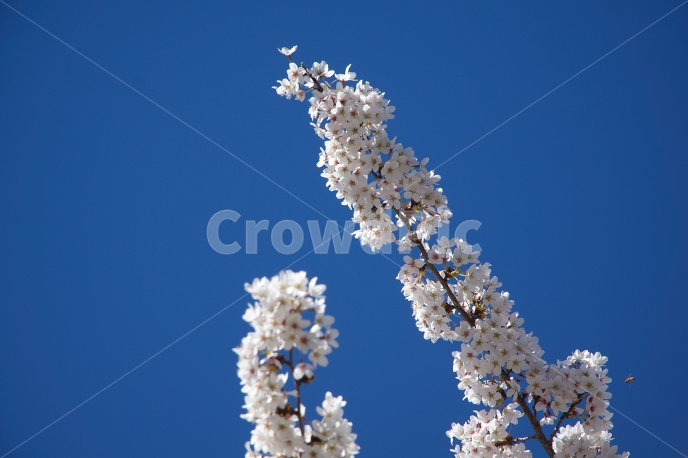 식물,꽃,벚꽃,cherryblossom,하늘,tree,sky,blue,nature,branch,white,flower,spring,blossom,season,cherry,plant,branches,flowers,bloom,outdoors,hoarfrost,beautiful,봄,계절,spring,season