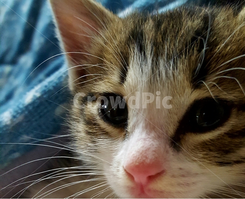 고양이,새끼고양이,따뜻함,코리안숏헤어,cat,동물,animal,포유류,mammal,고양이,cat,kitten,kitty
