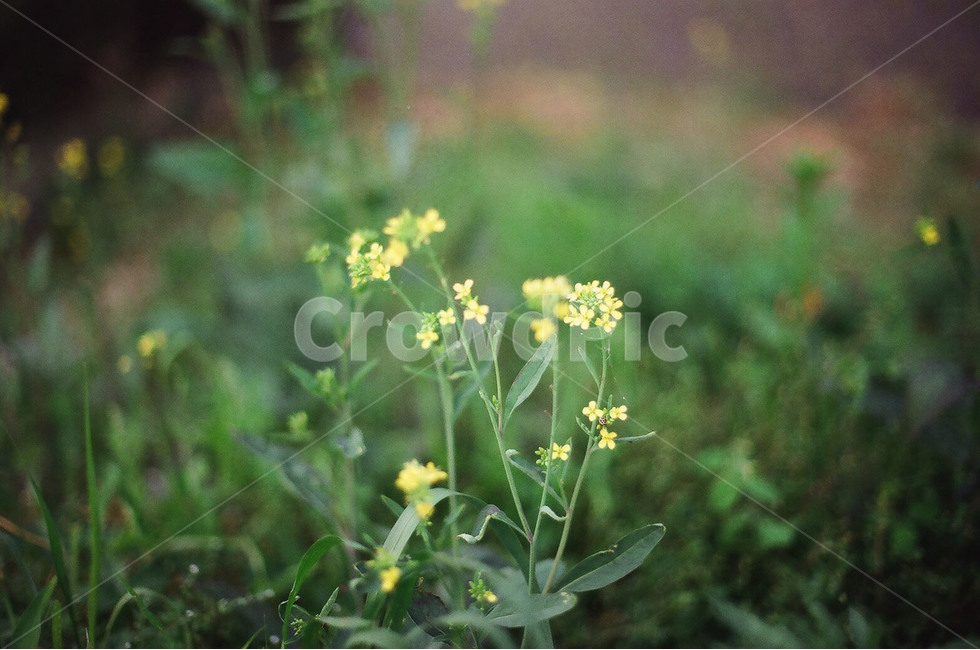 꽃,정원,나무,자연,식물,식물,자연,plants,nature,꽃,flower