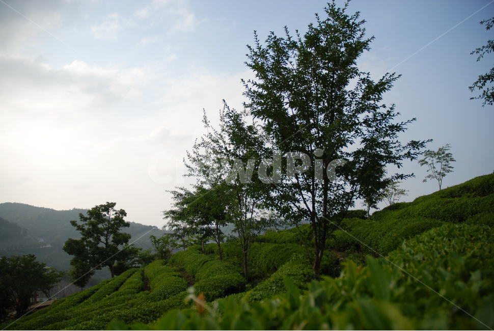 녹차밭,녹차,하늘,나무,푸른숲,숲,자연,풍경,nature,landscape,outdoors,옥외,tree,plant,식물