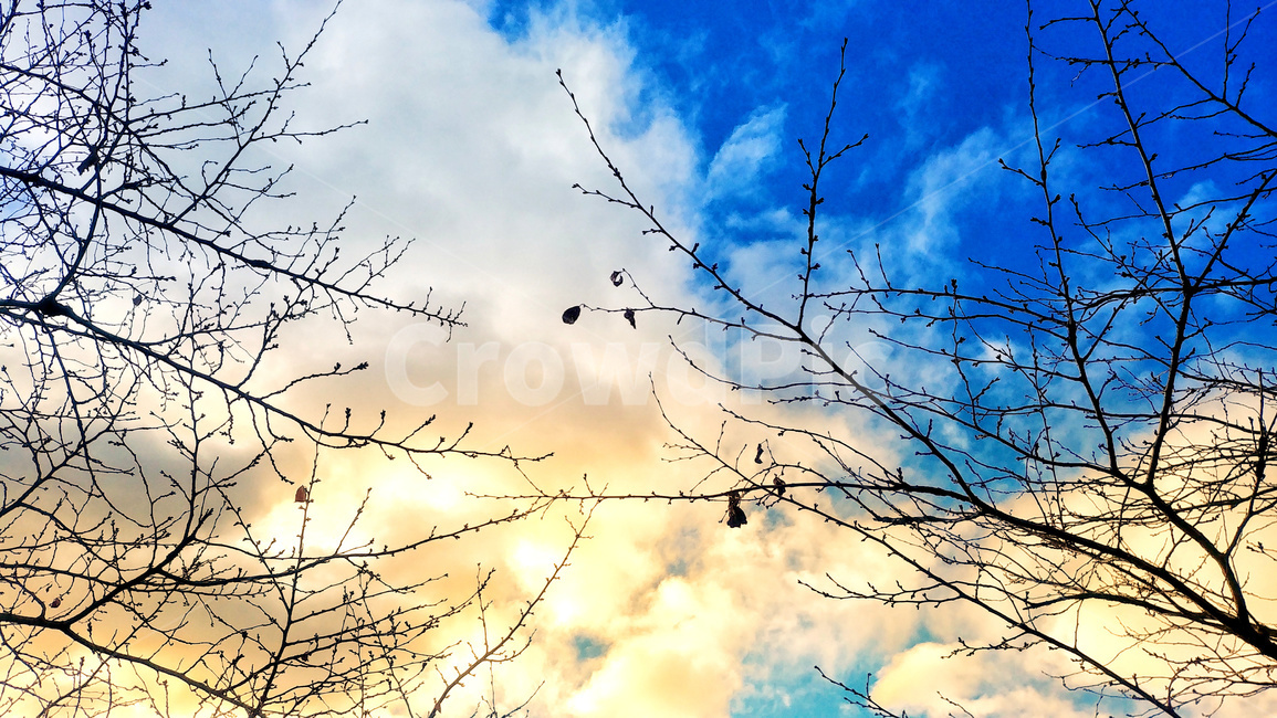 하늘,구름,sky,나무,나뭇가지,나무가지