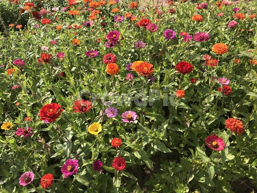 flower,꽃,식물,plant,잔디