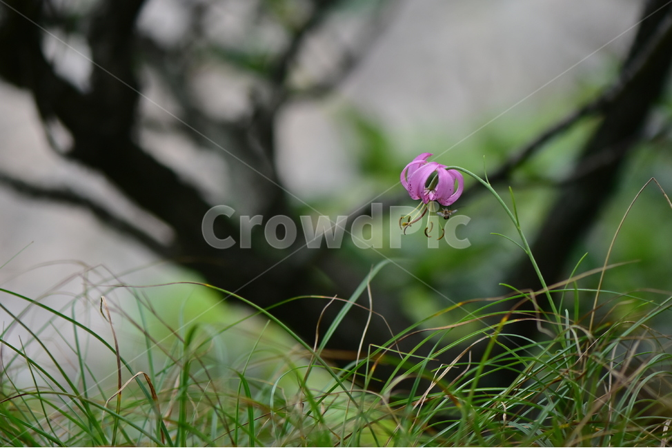 솔나리,야생화,식물,자연,꽃,생태,힐링,플라워,wildflower,flower,plants,nature,season,감성,느낌,emotion,feeling,백합목,백합과,여름,백합속,분홍색,여러해살이풀,식물,자연,plants,nature,꽃,flower
