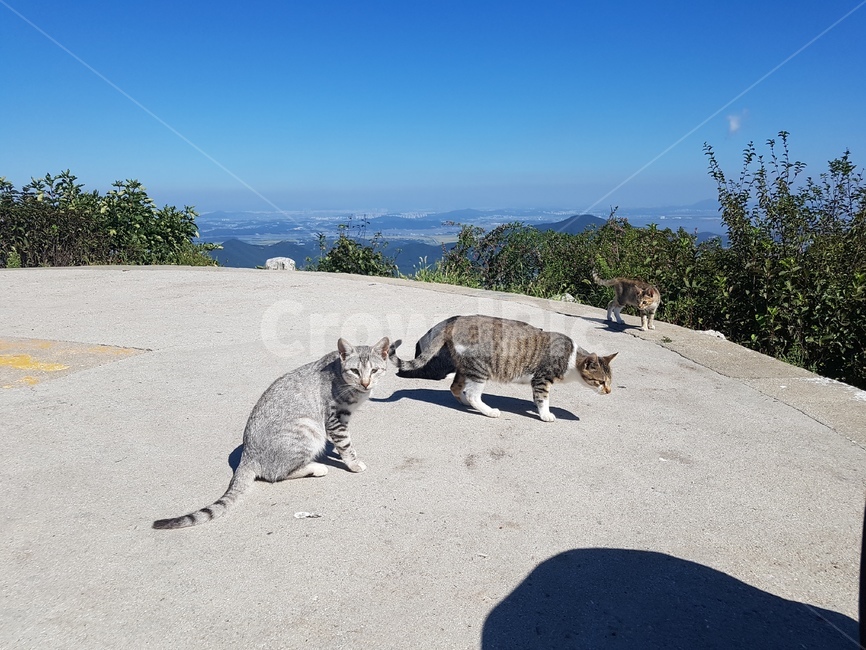 코리아숏컷,길고양이,마니산,강화,섬