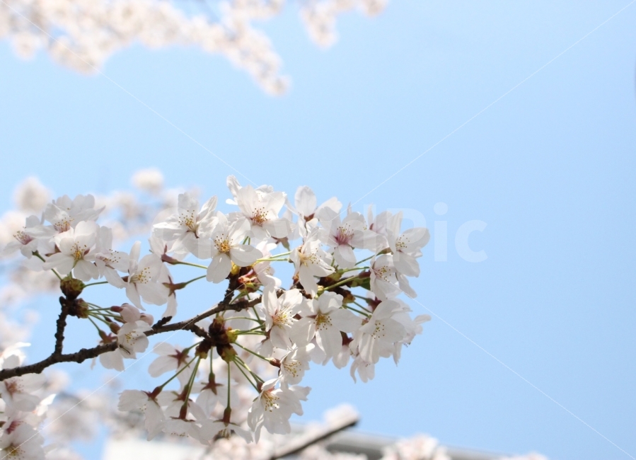 꽃,봄,벚꽃,하늘,나무,자연,개화,개화기,꽃봉오리,식물,자연,plants,nature,봄,계절,spring,season,꽃,flower,plant,blossom