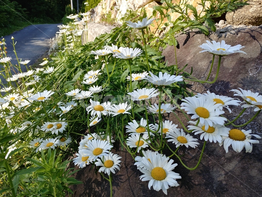 국화,식물,국화과,감국,산국,산구절초,울릉국화,엉거시과,다년생풀