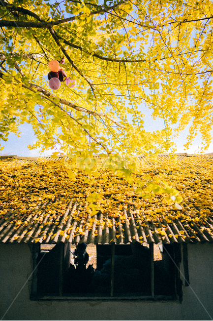 은행나무,단풍,가을,ginkgo,autumn,fall,tree,나무,plant,식물,가을,계절,fall,autumn,season,식물,자연,plants,nature,나무,trees,wood