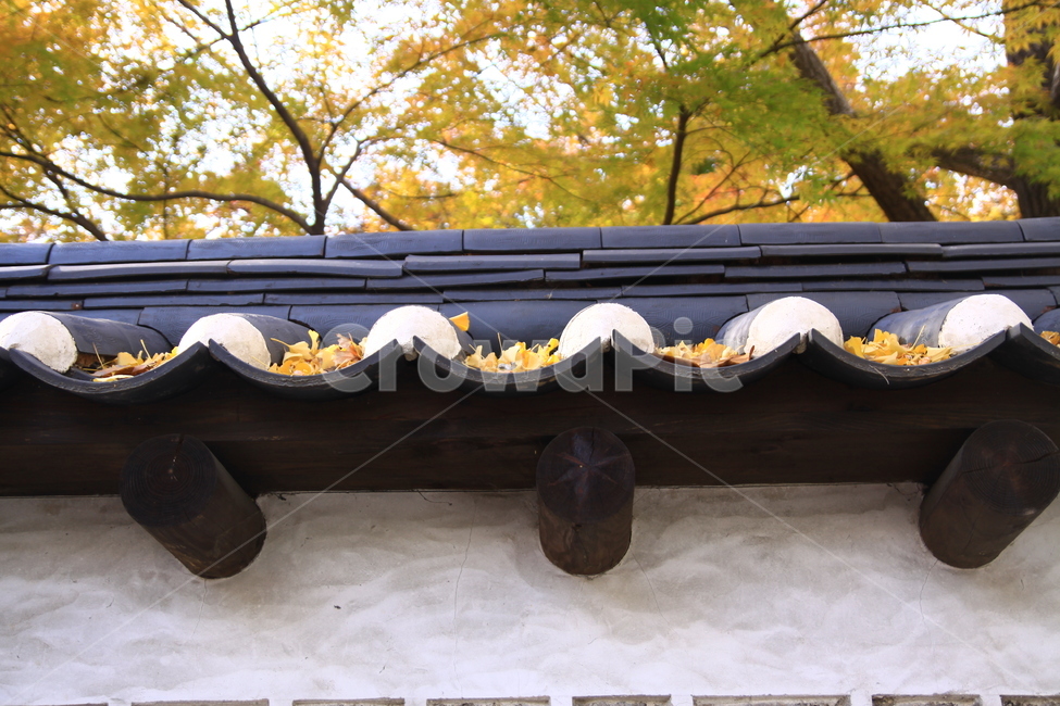 가을,낙엽,기와,담장,autumn,가을,계절,fall,autumn,season,한국전통,한국문화,korean traditional,korean culture,건축물,건물외관,exterior,building,structure,architecture,construction,roof,지붕