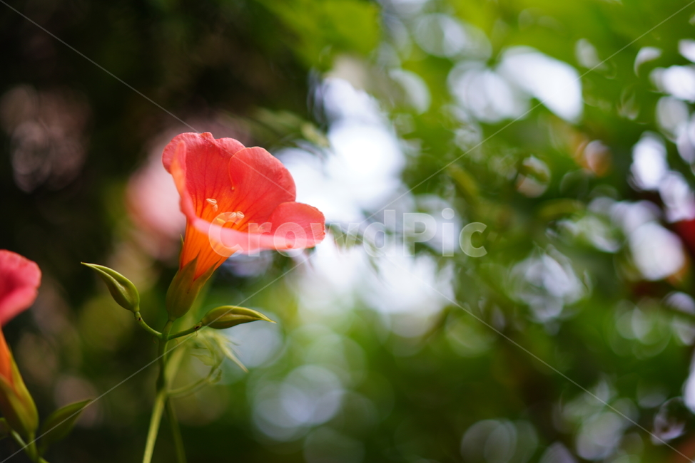 능소화,꽃,플라워,색감,주황,식물,생물,생명,flower,컬러