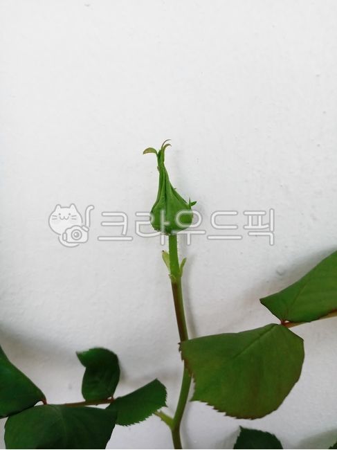 vegetation,leaf,negetaion,flower,bud,flower bud,rose bud,plant,rose
