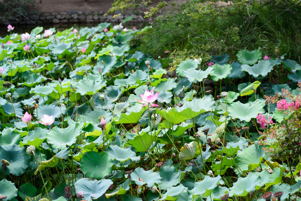 여름,여름꽃,꽃,초록,연꽃,핑크,식물,자연,plants,nature,꽃,flower