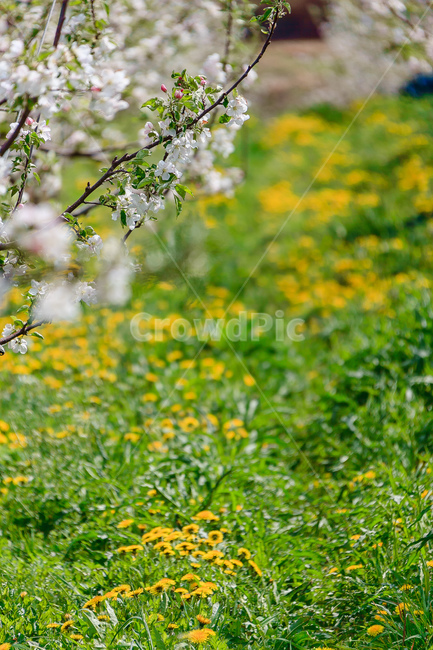 민들레,꽃,봄,농촌,민들레꽃,식물,자연,plants,nature,꽃,flower