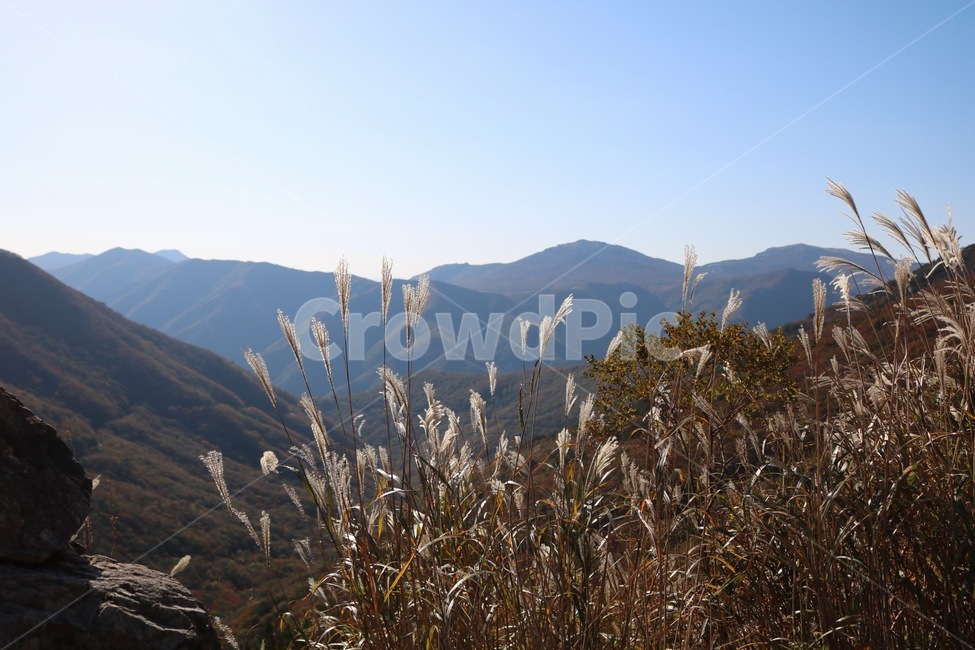 갈대,정상,단풍,하늘,파랑,가을,계절,fall,autumn,season