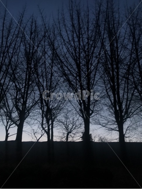 어둑,복잡,그림자,저녁,겨울,자연,풍경,nature,landscape,실루엣,그림자,silhouette,shadow