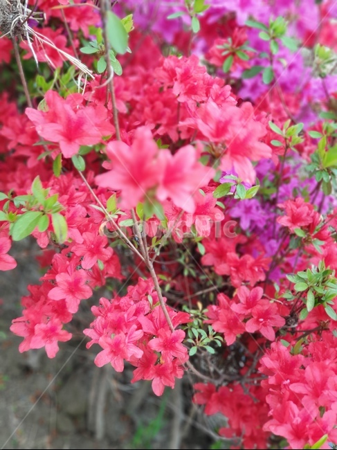 봄꽃,철쭉,꽃,꽃배경,봄