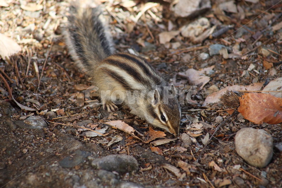 야생동물,다람쥐,줄무늬다람쥐,동물,squirrel,chipmunk,한국다람쥐,Siberianchipmunk,가을,계절,fall,autumn,season,동물,animal,포유류,mammal
