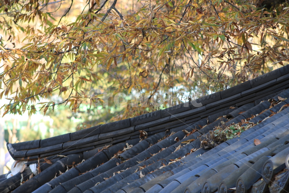 가을,roof,지붕,기와,단풍,낙엽,식물,한국전통,가을,계절,fall,autumn,season