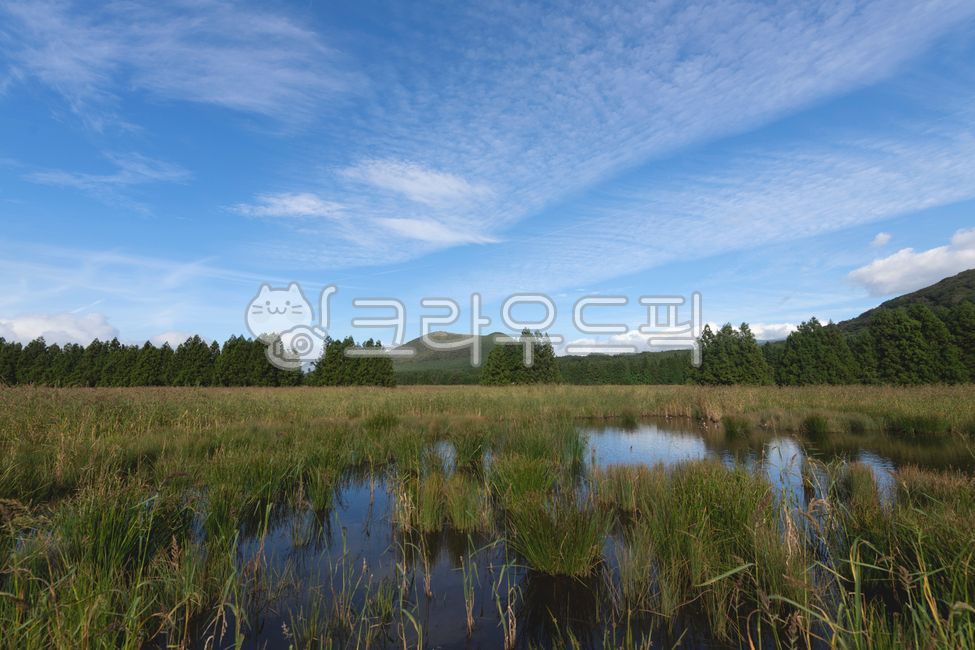 Climb,ranch,wetland,pine,cloud,reed,reeds,fall,pampas grass,reed color,nature,reed grass,fall scenery,fall mood,fall feeling,season,seasonal,fall,autumn,wild grass,grass,plants,nature,flowers,background,background,background,nat