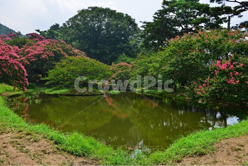 garden,정원,path,통로,water,물,nature,자연,outdoors,옥외,tree,나무,식물,plant,경치,경관,풍경,담양,명옥헌,명옥헌원림,배롱나무,배롱나무꽃