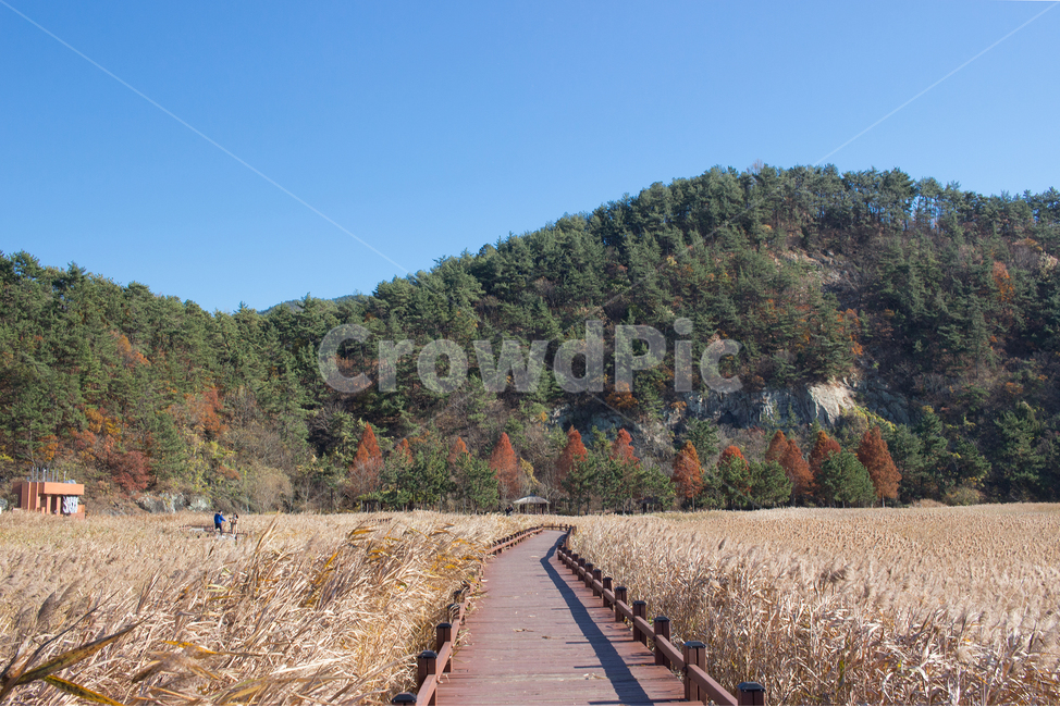 순천만습지,갈대,풍경,가을,한국풍경,순천만,순천,가을,계절,fall,autumn,season,자연,풍경,nature,landscape