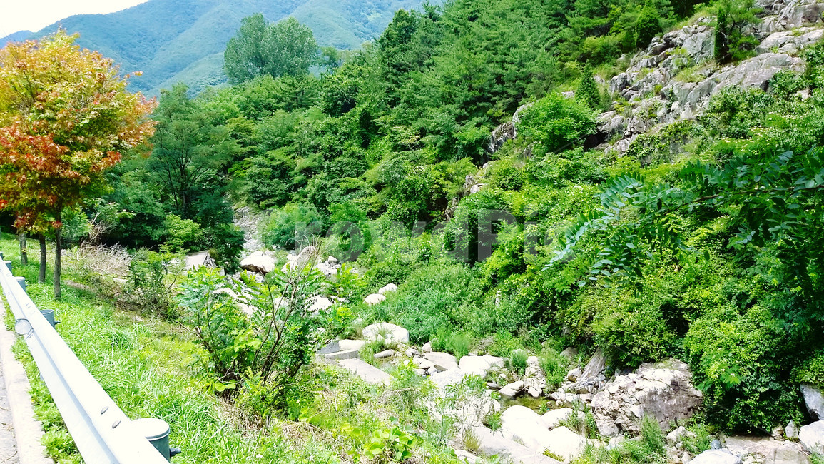 나무,돌,자연,초록,여름,자연,풍경,nature,landscape,vegetation,초목,plant,식물,outdoors,옥외