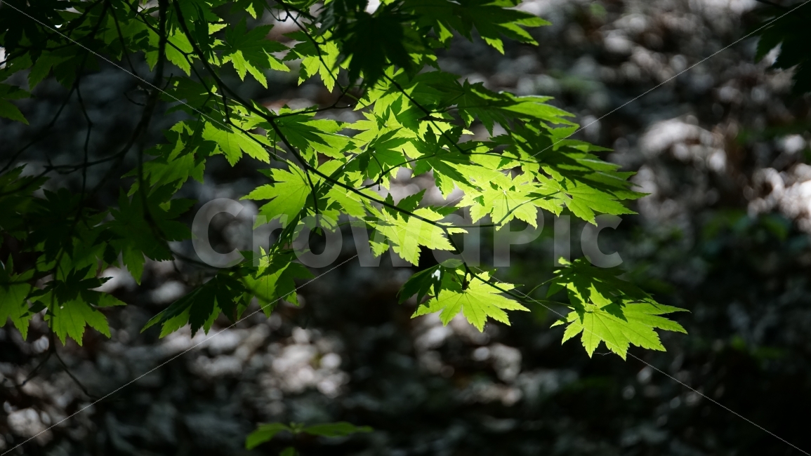 여름,단풍나무,단풍잎,녹색,숲,식물,자연,그늘,햇살,nature,plants,풍경,landscape,감성,감성사진,한국자연,snap,스냅,클로즈업,closeup,여름,계절,summer,season,식물,자연,plants,nature,leaf,잎,plant,tree,나무