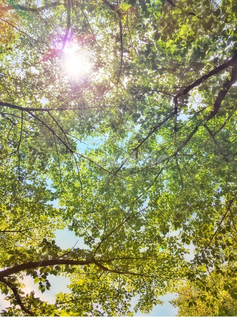 여름,햇살,역광,나뭇잎,초록,푸르름,여름,계절,summer,season,자연,풍경,nature,landscape,휴식,힐링,rest,relaxation,healing,tree,나무,plant,식물,tree trunk,나무 줄기