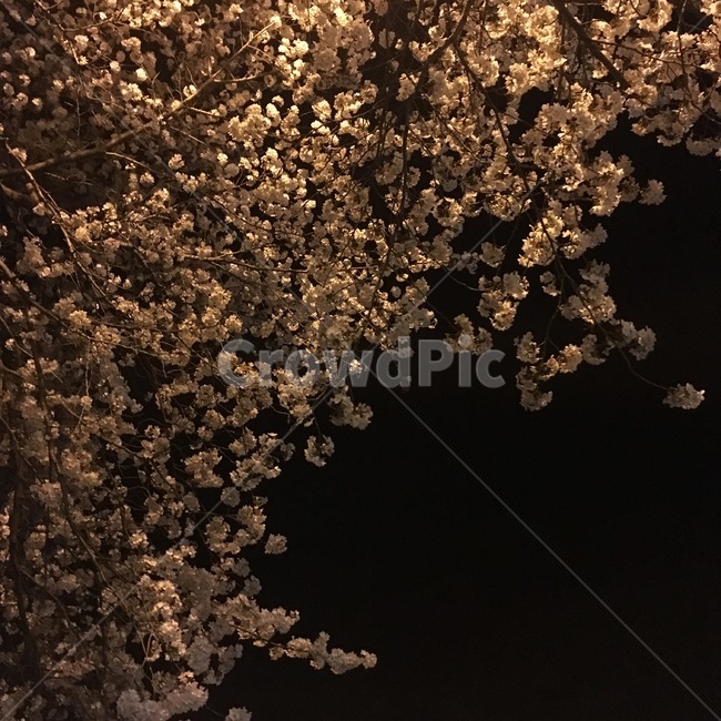 벚꽃,봄,저녁,가로등,은은함