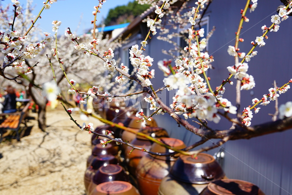 매화,봄,꽃,풍경,식물,봄,계절,spring,season,식물,자연,plants,nature,꽃,flower,plant