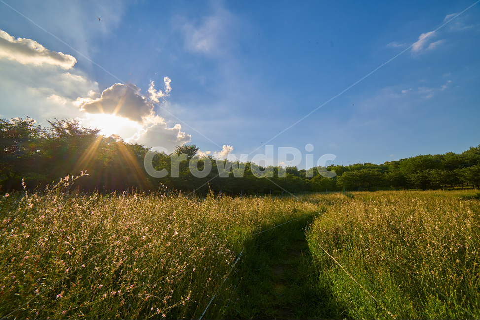 하늘,숲,햇빛,구름,빛내림,밭,풀밭,올림픽공원,햇살,자연,풍경,nature,landscape,grassland,목초지,field,들,outdoors,옥외