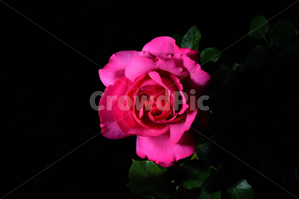 장미,장미꽃,꽃사진,식물,꽃,식물,자연,plants,nature,꽃,flower