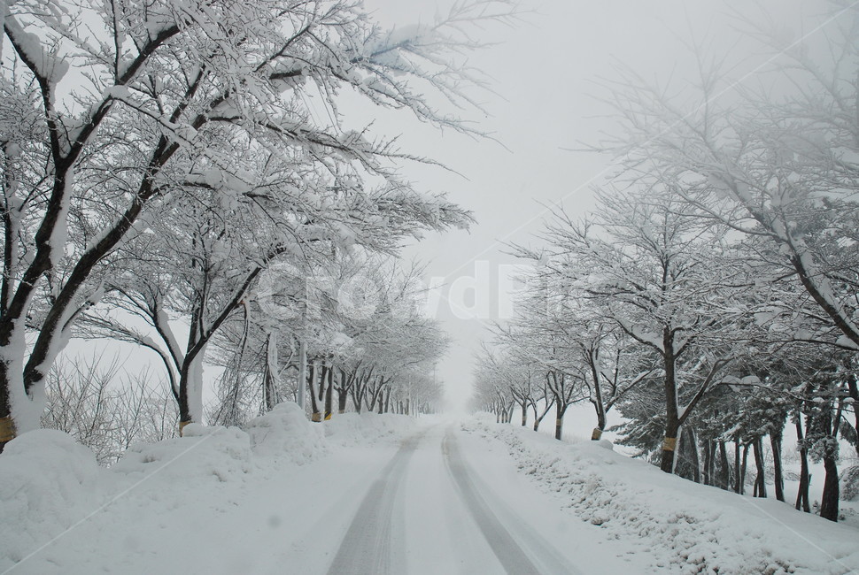 눈,가로수,설경,눈길,겨울,겨울,계절,winter,season,자연,풍경,nature,landscape,storm,폭풍,blizzard,눈보라,snow,outdoors,옥외